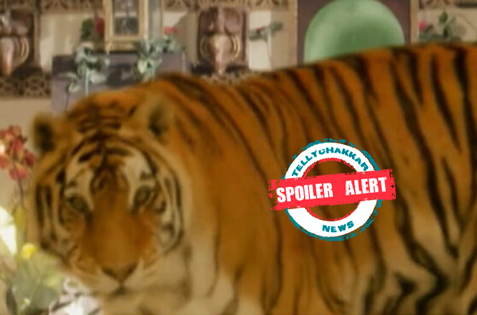 Spoiler Alert! Pandya Store: Tiger enters the Pandya House; family gets ready with fire torch Spoiler Alert! Pandya Store: Tiger enters the Pandya House; family gets ready with fire torch