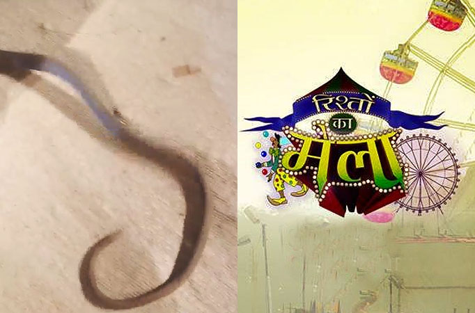 When Karan V Grover caught a snake on the sets of Rishton Ka Mela When Karan V Grover caught a snake on the sets of Rishton Ka Mela